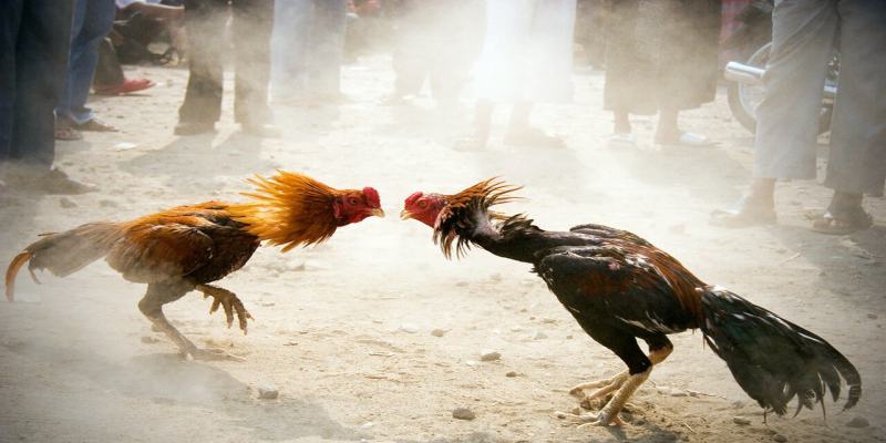 Nuôi gà đá Thomo cần chú trọng về việc chọn giống